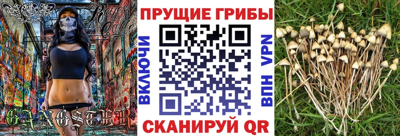 Галлюциногенные грибы Psilocybine cubensis  Кировград 